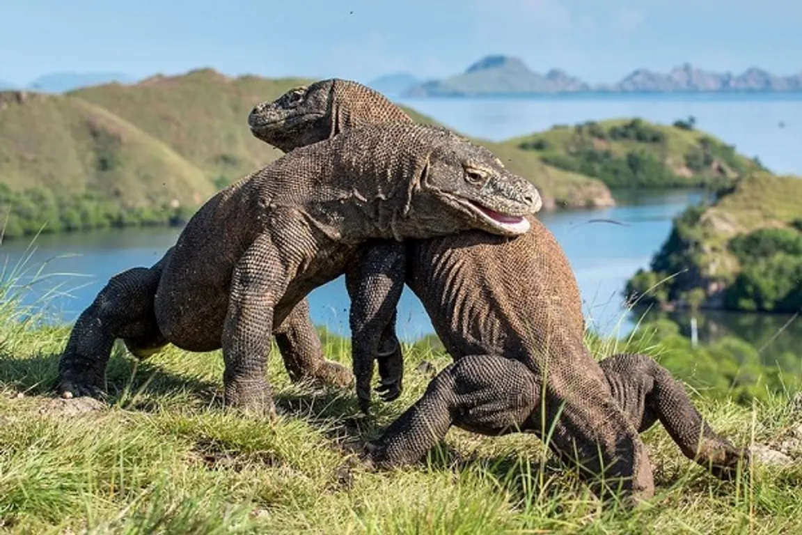 Labuan Bajo Harbour. Paket komodo trip