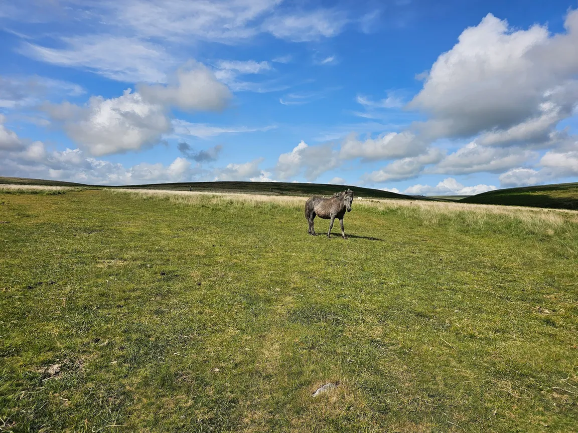 Drizzlecombe