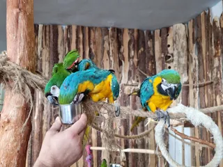 Papugarnia Kubuś & Endriu
