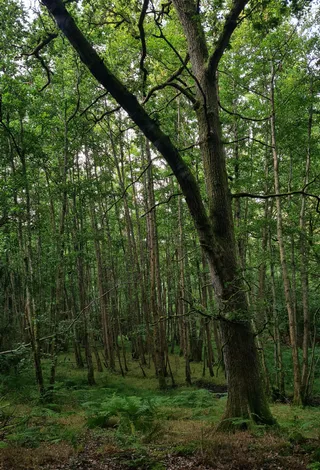 Pamber Forest