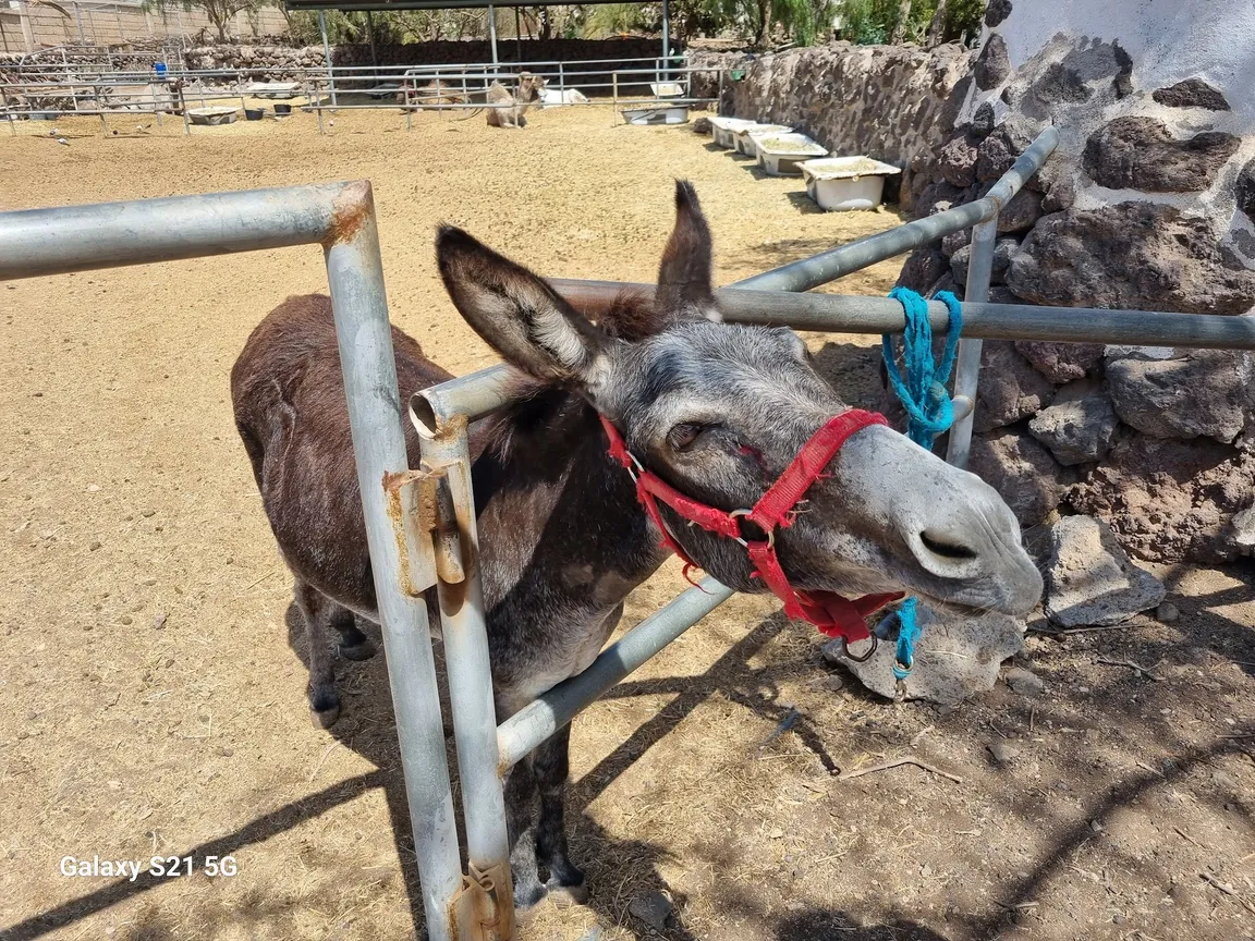 Camel Park
