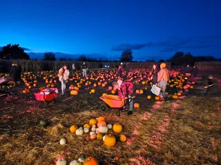 Millets Maize Maze