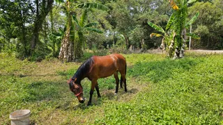 Krabi Horse Riding