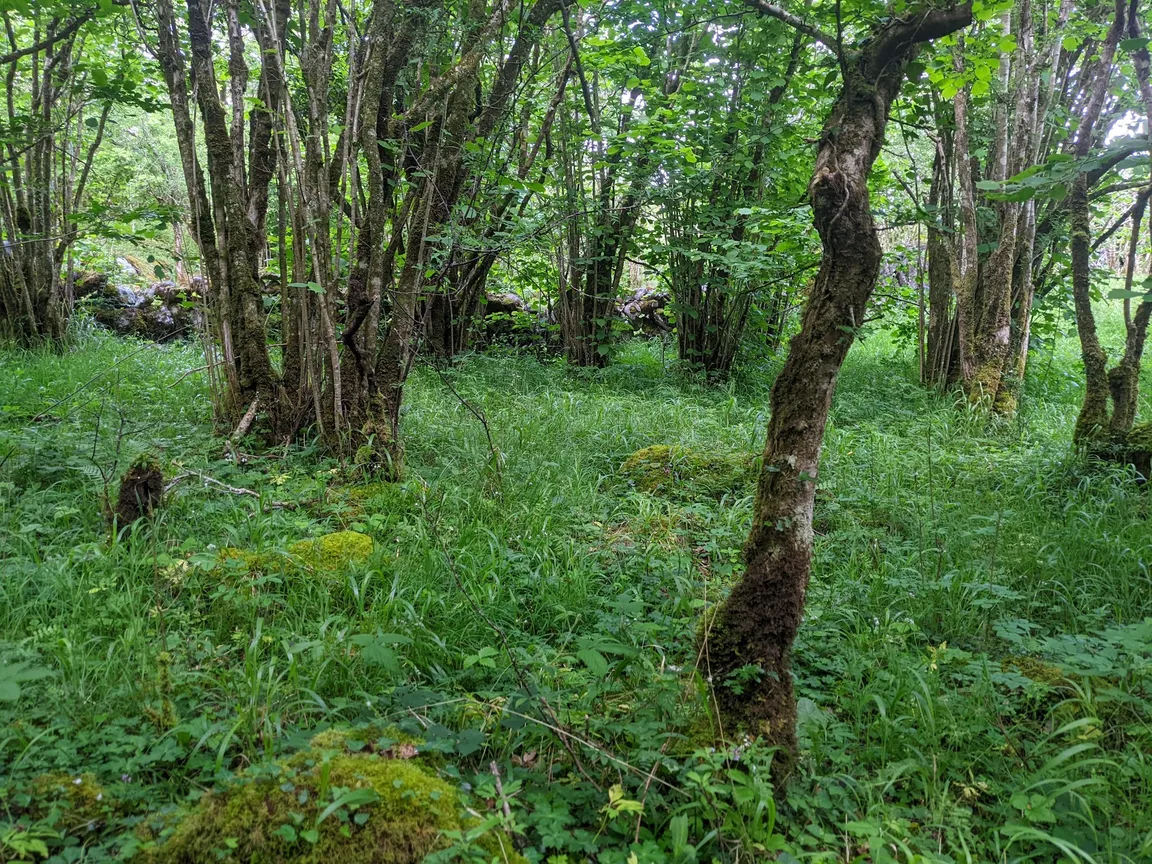 Burren