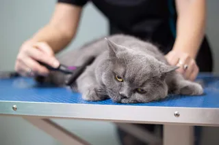 Srebrny Kosmyk Salon fryzjerski dla psów i kotów, strzyżenie psów, psi fryzjer, Groomer