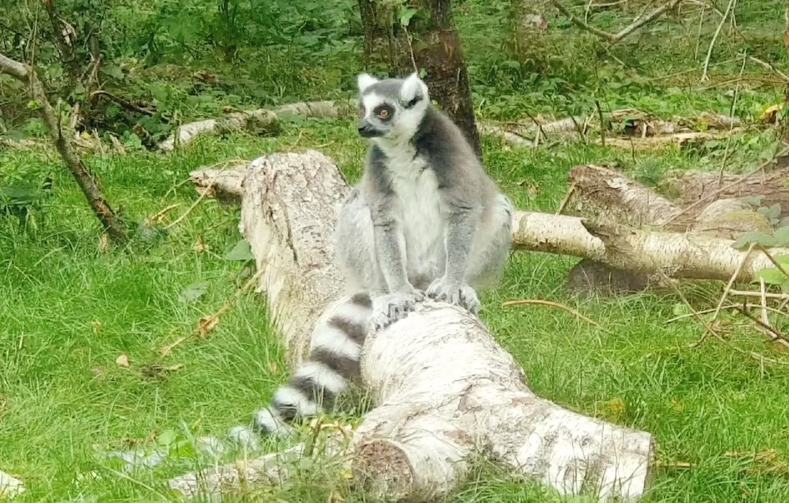 Monkey World