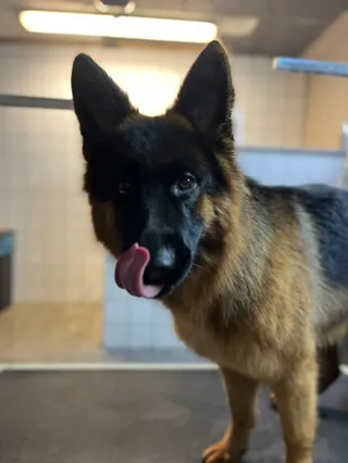 DogodAni Salon pielęgnacji dla psa, kota i królika