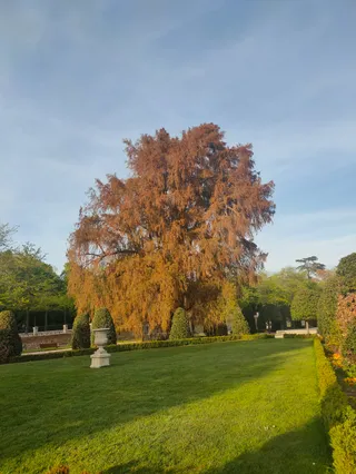 Ahuehuete de El Parterre