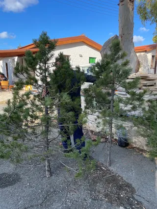Τμήμα Δασών, Πώληση Χριστουγεννιατικων δέντρων - Forestry Department, Christmas tree sales point
