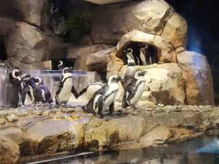 Georgia Aquarium