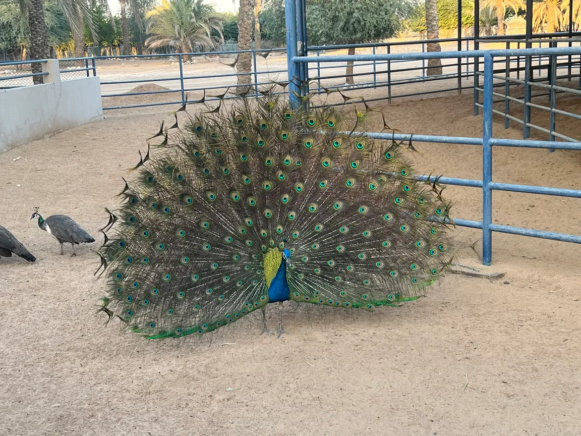 Children's farm