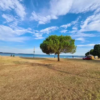 Plaža za pse