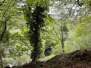 Mourne Park, Woodland Trust