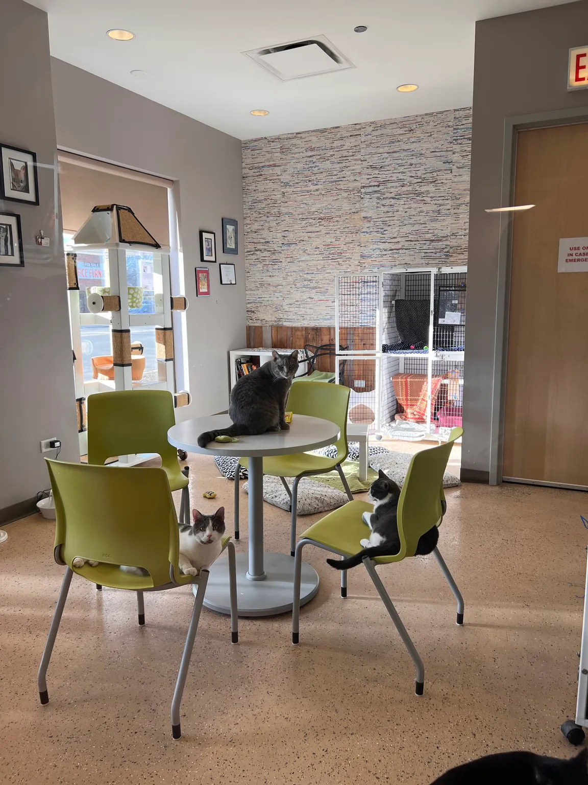 Tree House Cat Cafe (Reserve your spot today!)