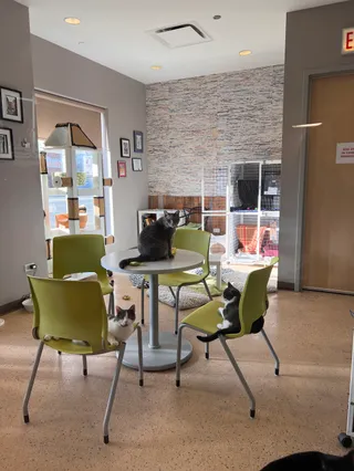 Tree House Cat Cafe (Reserve your spot today!)