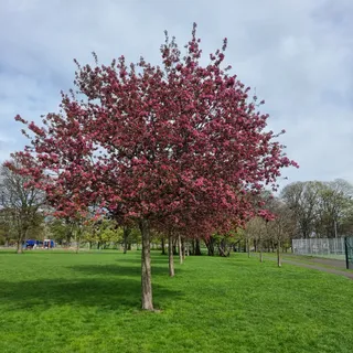 Victoria Park