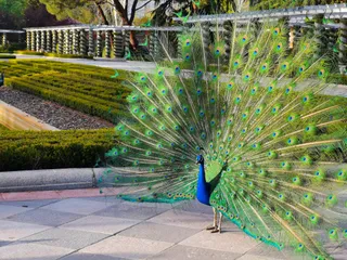 Cecilio Rodríguez Garden