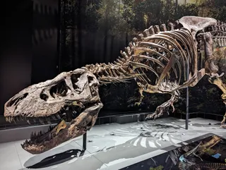 Muzeum Historii Naturalnej w Lejdzie