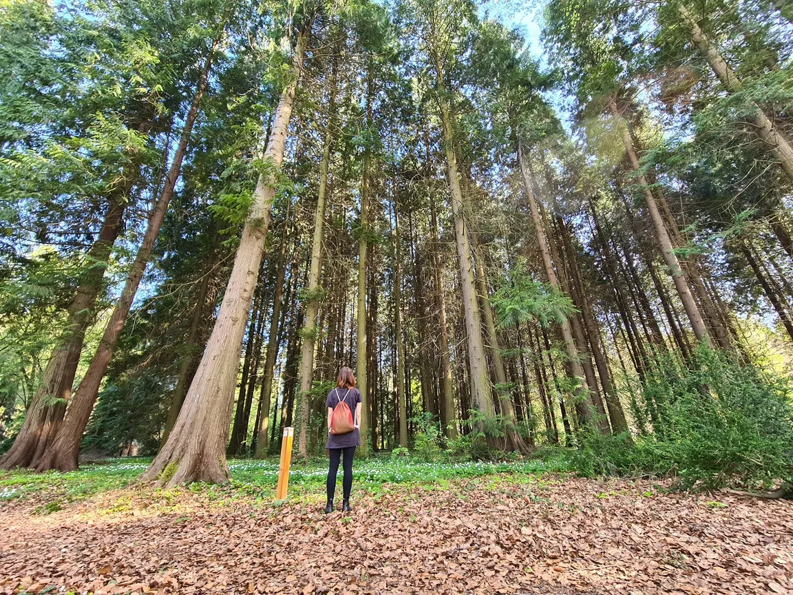 Arboretum SGGW w Rogowie