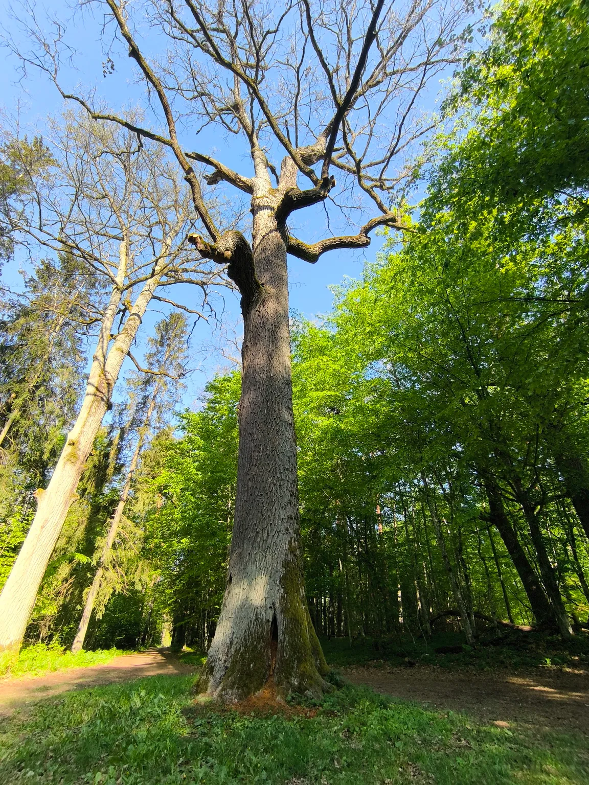 Carska Tropina
