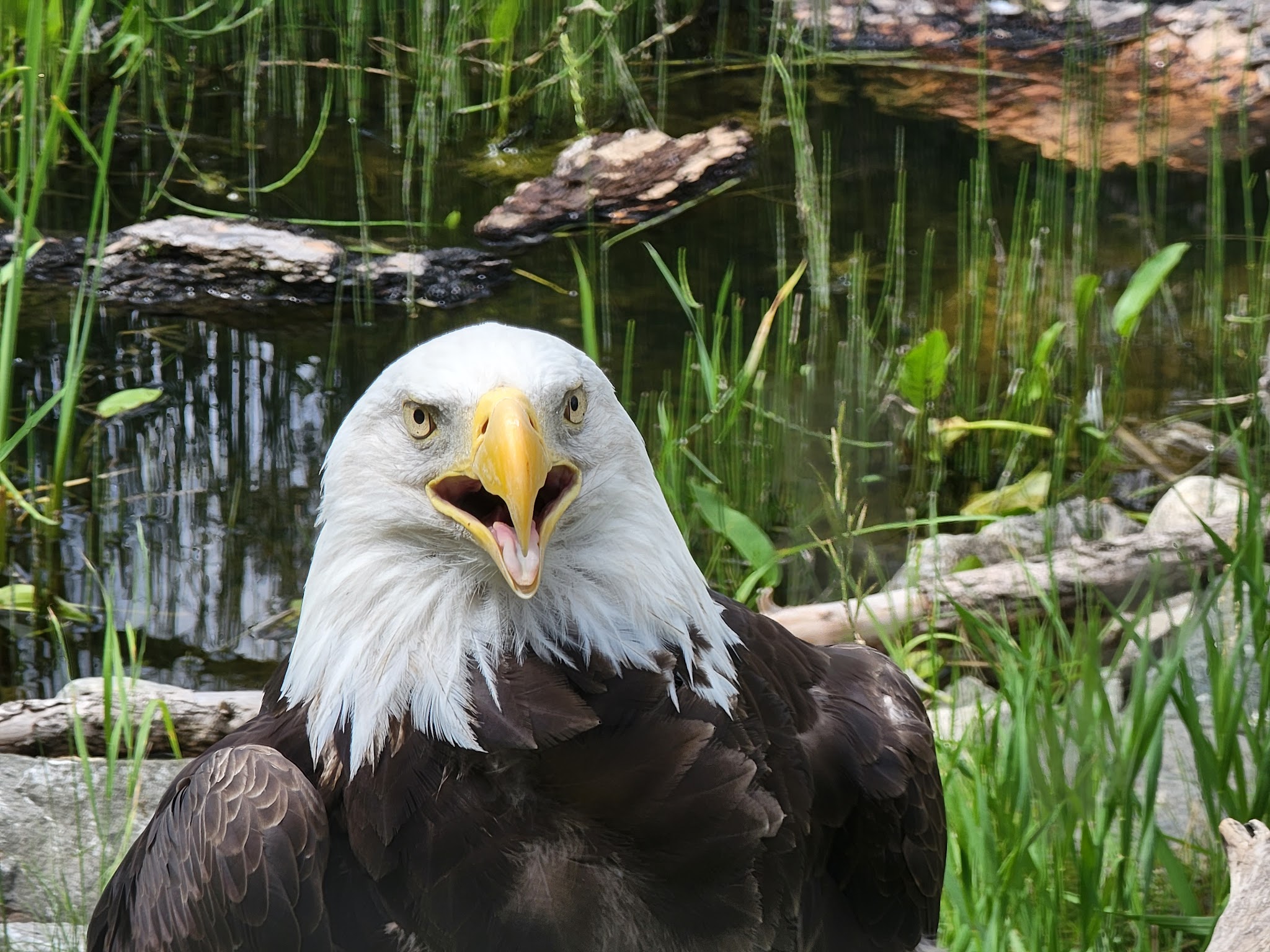 BC Wildlife Park | Hopsa