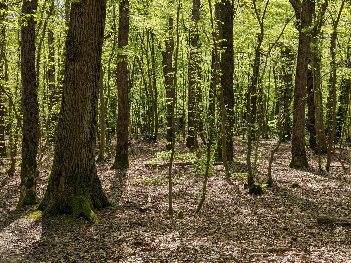 Blean Woods National Nature Reserve