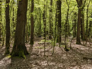 Blean Woods National Nature Reserve
