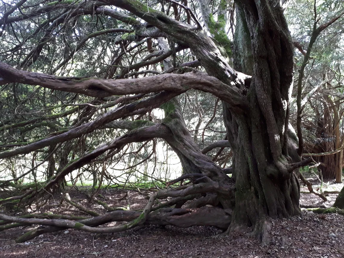 National Trust - Harting Down