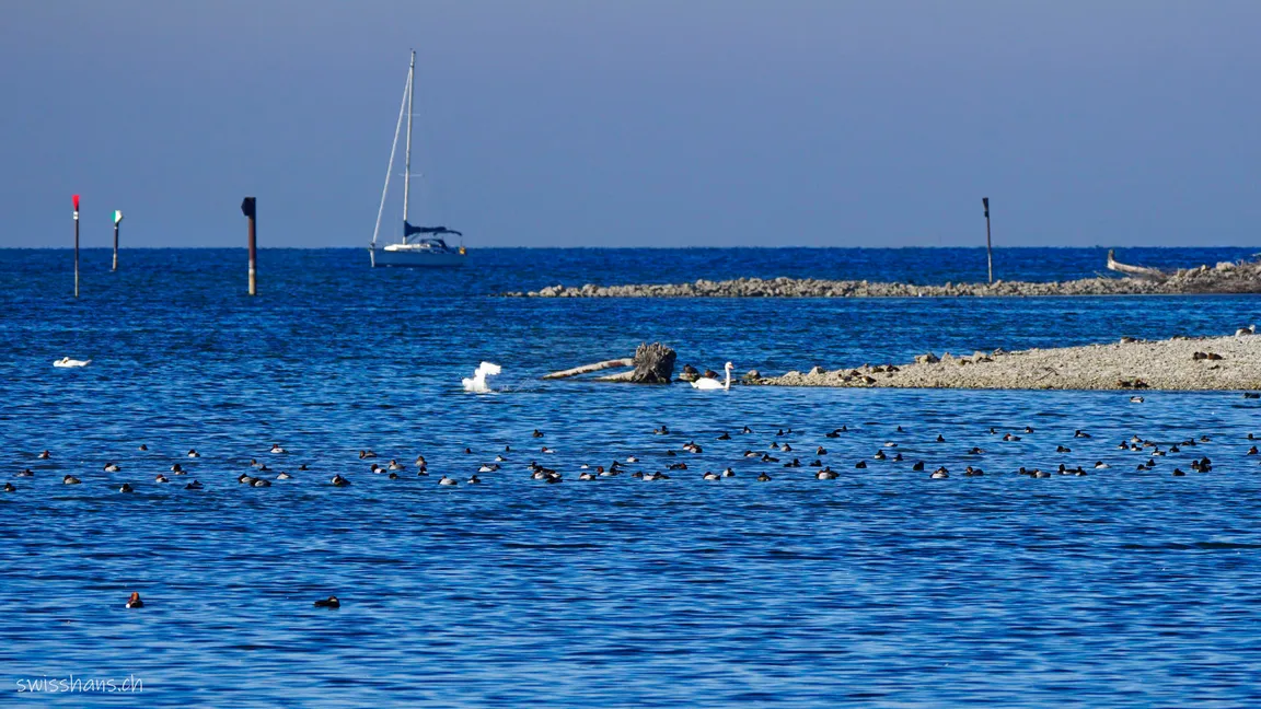 Lagunen-Rundwanderung Rheindelta - Bodensee