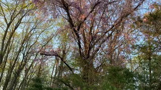 Blueberry Hill Trail