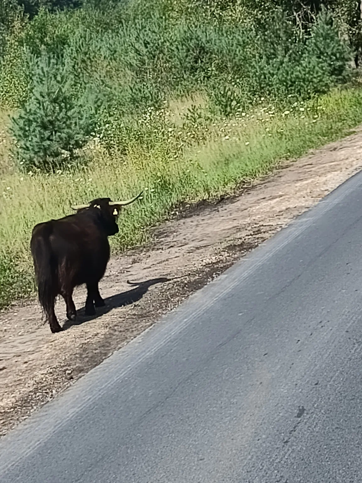 Kopalnia Węgla Brunatnego Bełchatów