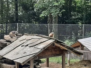 Alpine Wildlife Park Interlaken