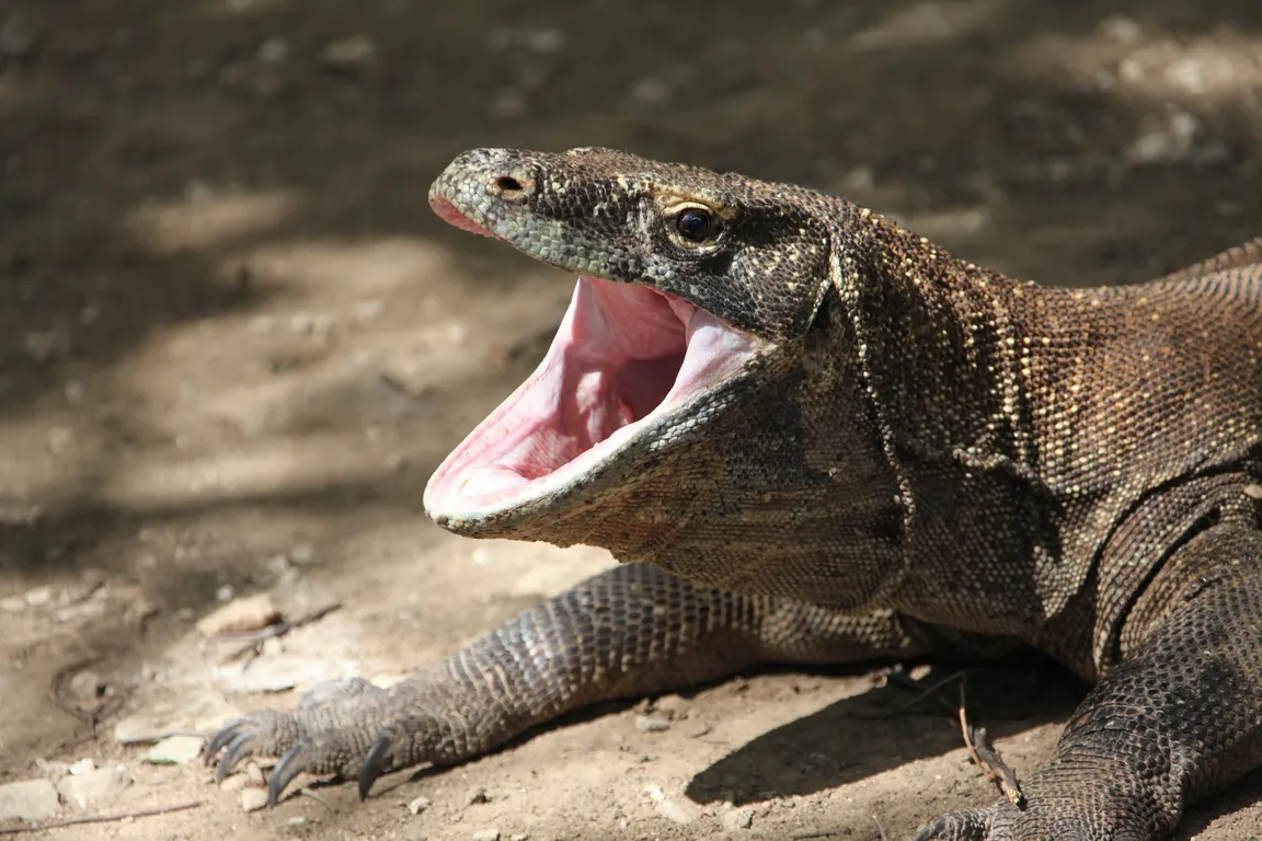 Komodo National Park Office
