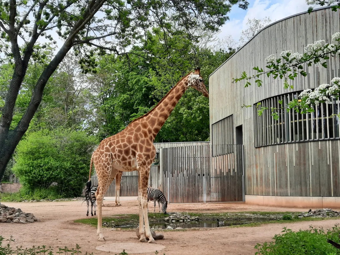Ogród zoologiczny w Dreźnie