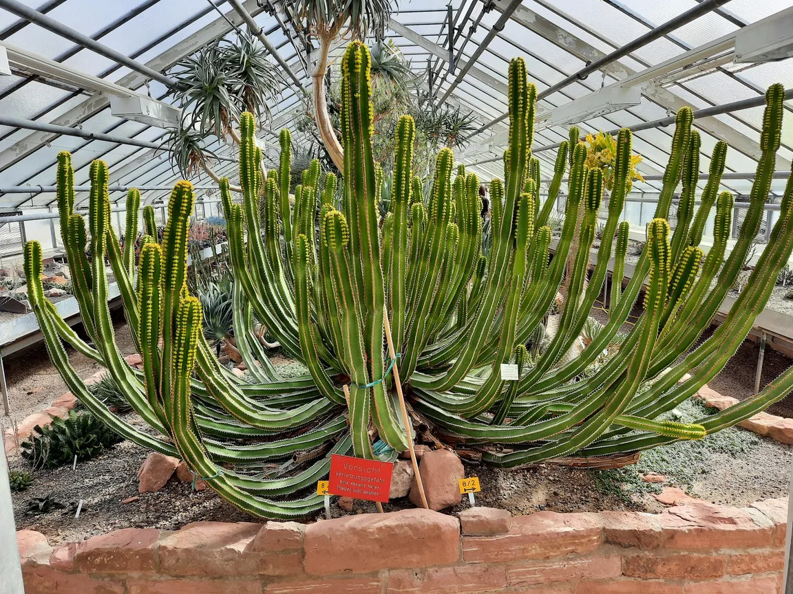 Ogród Botaniczny w Heidelbergu