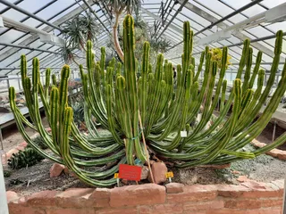 Ogród Botaniczny w Heidelbergu