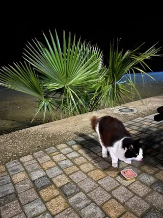 Palm Cat