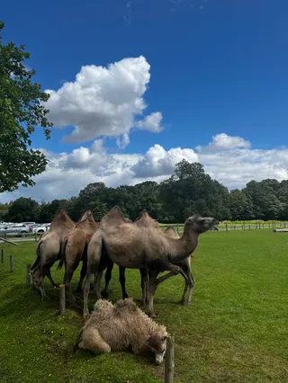 Cotswold Wildlife Park & Gardens