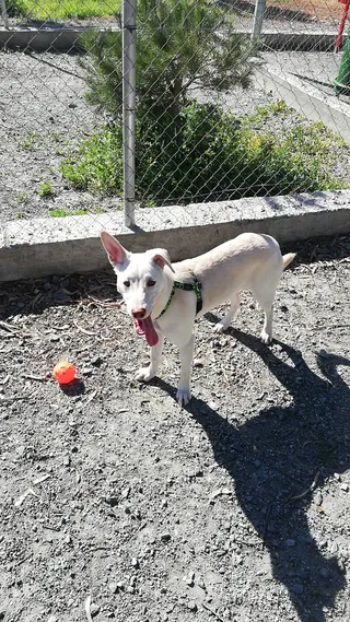 Germasogia dog park