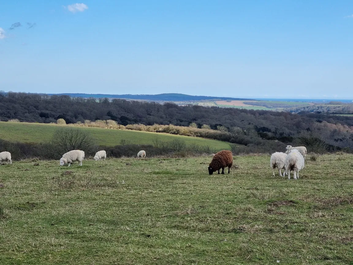 National Trust - Harting Down