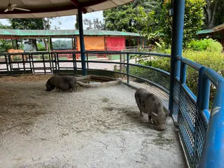 Singapore Zoo