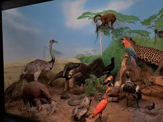 Naturhistorisk museum