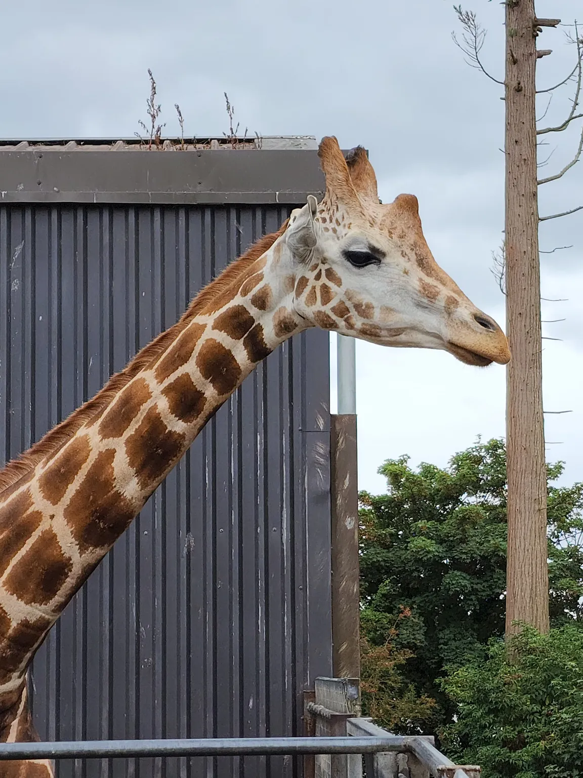 Fota Wildlife Park