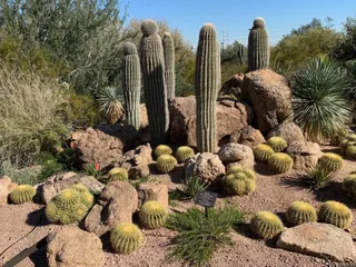 Desert Botanical Garden