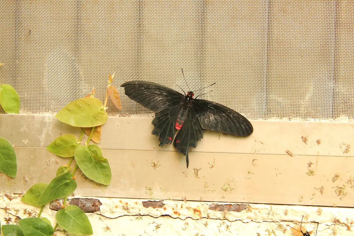 Mariposario del Drago Butterfly Park