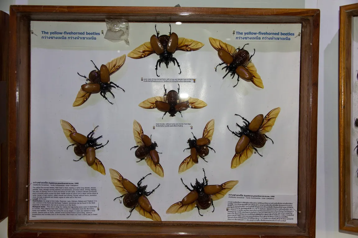 Siam Insect Zoo