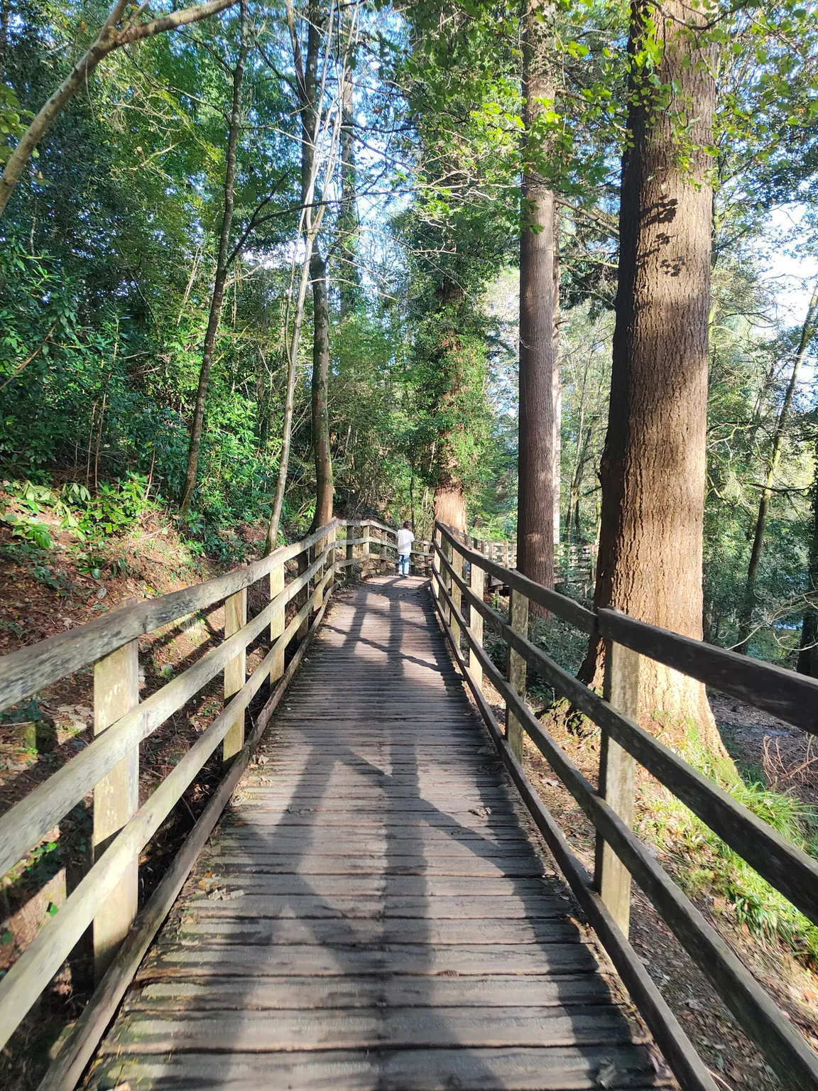 Gwydir Forest Park