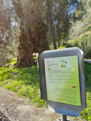 Oldest olive tree in Trentino