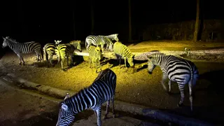 Chiang Mai Night Safari