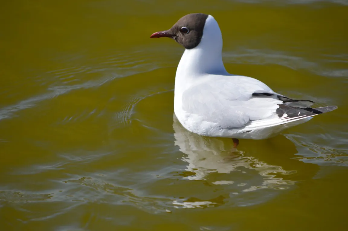 Pagham Harbour Walk